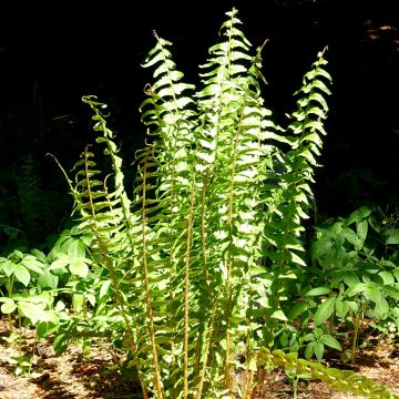 Alvejuure - Dryopteris tokyoensis