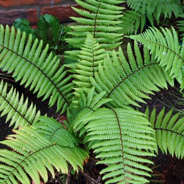 Alvejuure - Dryopteris wallichiana