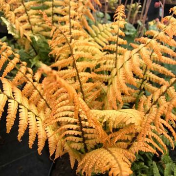 Alvejuure Jurassic Gold