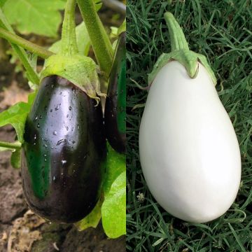 Munakoisoduo, 2 vartettua tainta