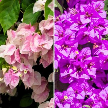 Bougainvilleaduo