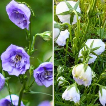Täytekukkainen kellokukkaduo 'La Bello' ja 'La Belle Blue'