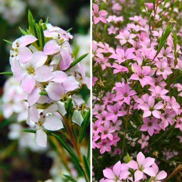 Diosma-duo