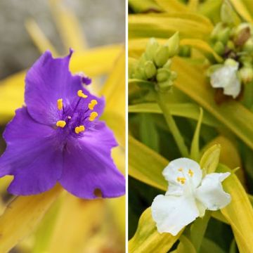 Tradescantia-duo, kultainen lehvästö