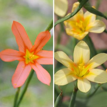 Homeria-duo - Kapintulppaanit