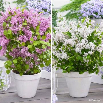 Kääpiösyreeniduo 'Flowerfesta White' ja 'Flowerfesta Pink'