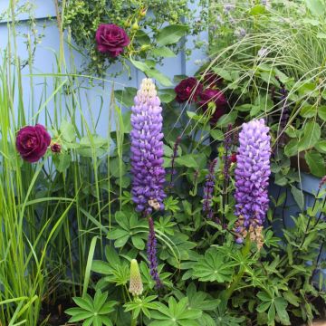 Maaseutuduo: Munstead Wood -ruusu ja Le Gentilhomme -lupiini