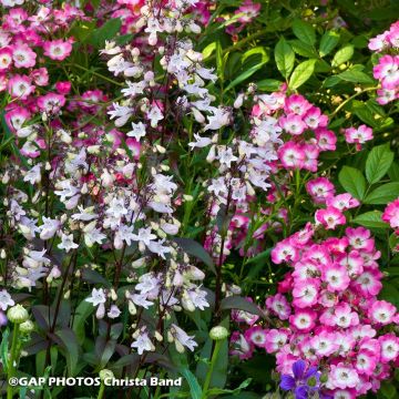 Luonto - ruusu ja penstemon -duo