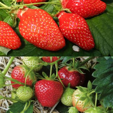 Mansikkaduo 'Gariguette' ja 'Mara des Bois'
