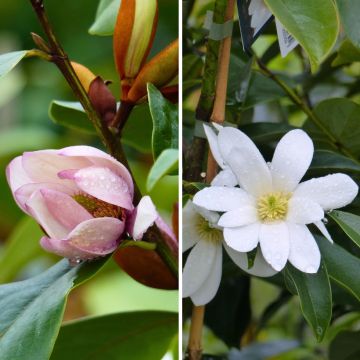 Magnoliaduo - tuoksuvat pikkumagnoliat