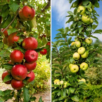Pilariomenapuuduo 'Polka' ja 'Bolero'