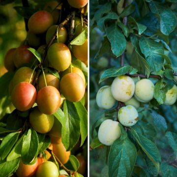 Värikäs kellokkaduo pölytykseen