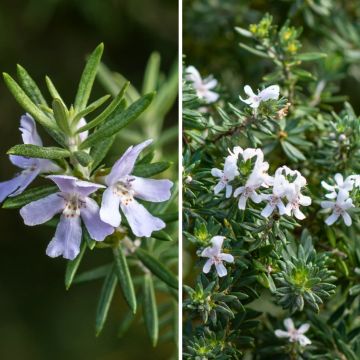 Neidonrosmikkiduo – välimerelliseen kivikkoon