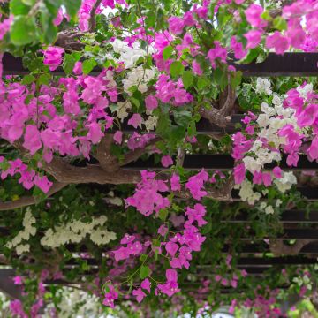 Bougainvilleaduo