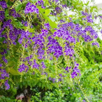 Kultakastepensas - Duranta repens