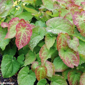 Varjohiippa - Epimedium x perralchicum