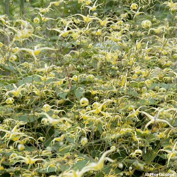 Varjohiippa - Epimedium rhizomatosum