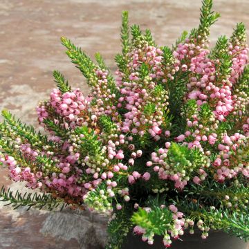 Ranskankellokanerva Pyrenees Pink
