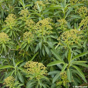 Azorientyräkki - Euphorbia stygiana