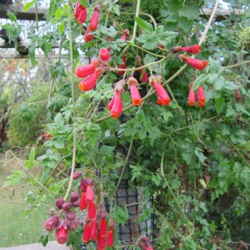 Koruköynnös (siemenet) - Eccremocarpus scaber