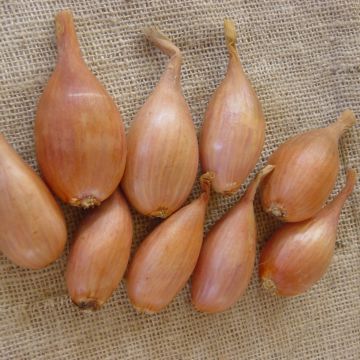 Salottisipuli Jermor taimena