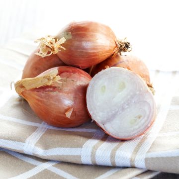 Salottisipuli Mikor taimena