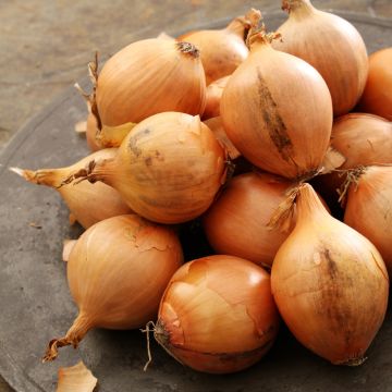 Salottisipuli Lyska