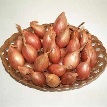 Salottisipuli Longor luomu