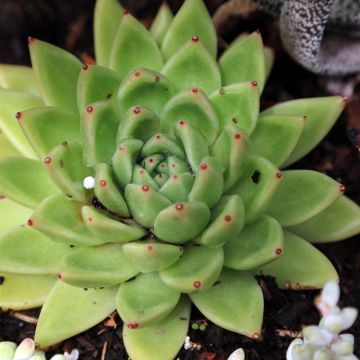 Kuultomehiruusuke - Echeveria agavoides
