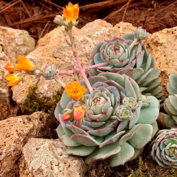 Mätäsmehiruusuke - Echeveria derenbergii
