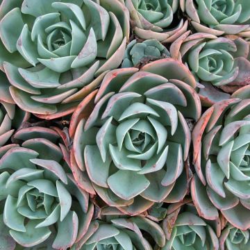 Mehiruusuke Rose