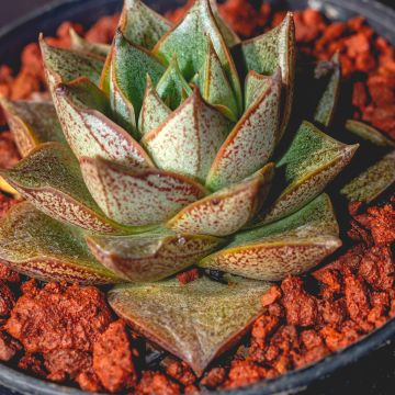 Mehiruusukkee - Echeveria purpusiorum