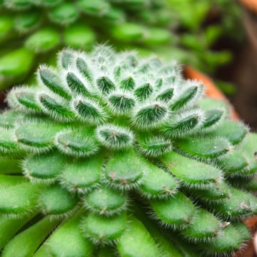 Nukkamehiruusuke - Echeveria setosa