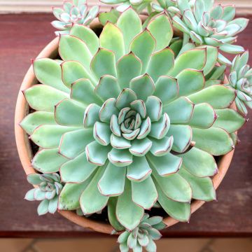 Mehiruusukkee - Echeveria pulidonis