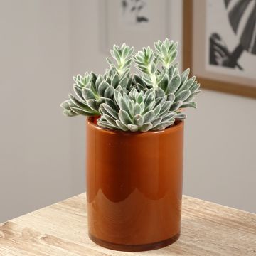 Nukkamehiruusuke - Echeveria setosa