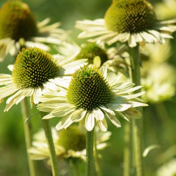 Kaunopunahattu Green Jewel