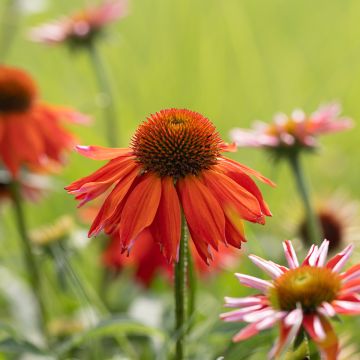 Kaunopunahattu Lakota Orange