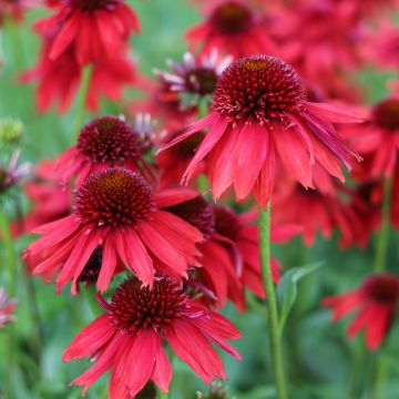 Kaunopunahattu Lakota Red