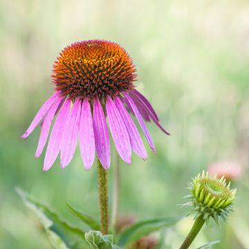 Kaunopunahattu Maxima