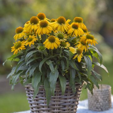 Kaunopunahattu Sun Magic Vintage Yellow