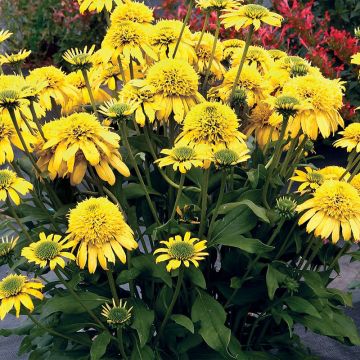 Kaunopunahattu Sunny Days Lemon