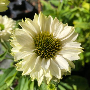 Kaunopunahattu SunSeekers White Perfection