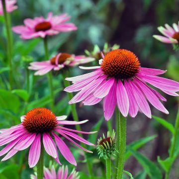 Kapealehtinen punahattu - Echinacea angustifolia