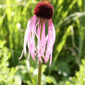 Rohtopunahattu - Echinacea pallida