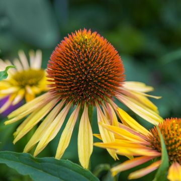 Punahattu - Echinacea paradoxa