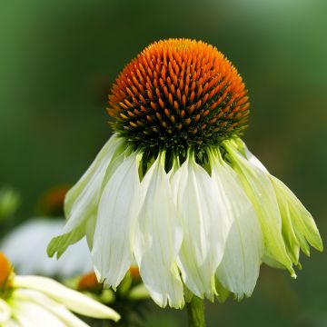 Kaunopunahattu Alba (siemenet)
