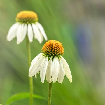 Kaunopunahattu Alba