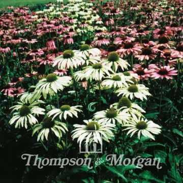 Kaunopunahattu Lustre Hybrids (siemenet)