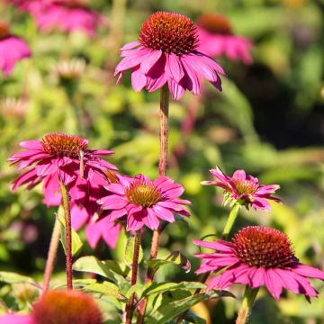 Kaunopunahattu Powwow Wild Berry