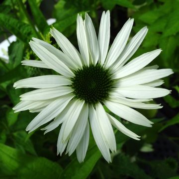Kaunopunahattu Virgin